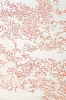 Corail 