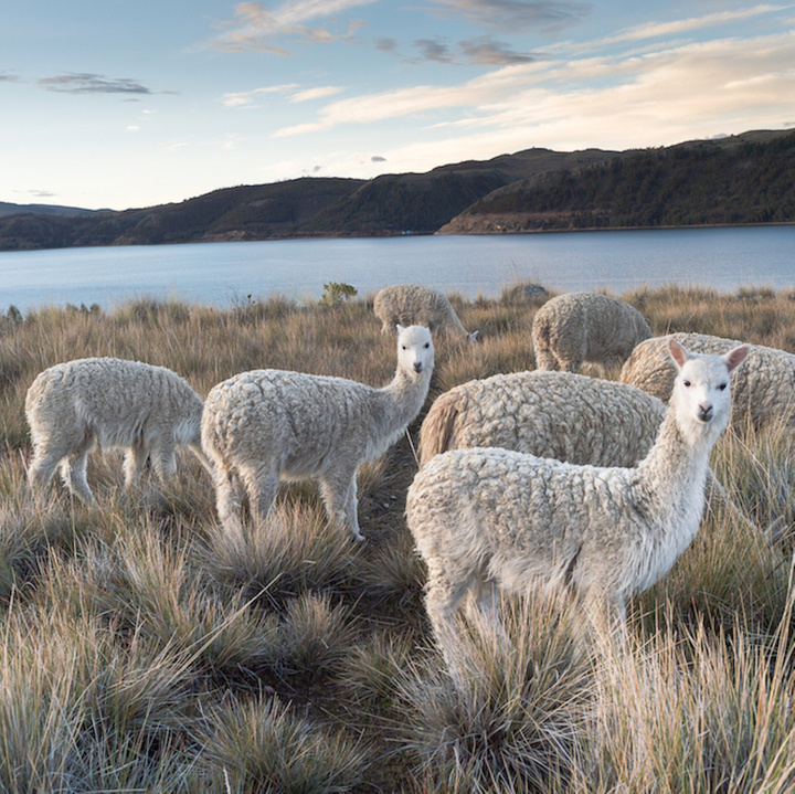 Kołdra z wełny alpaki My Alpaca Całoroczna niebieska lamówka (100% wełna, 100% satyna bawełniana)