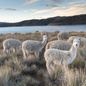 Kołdra z wełny alpaki My Alpaca Letnia niebieska lamówka (100% wełna, 100% satyna bawełniana)